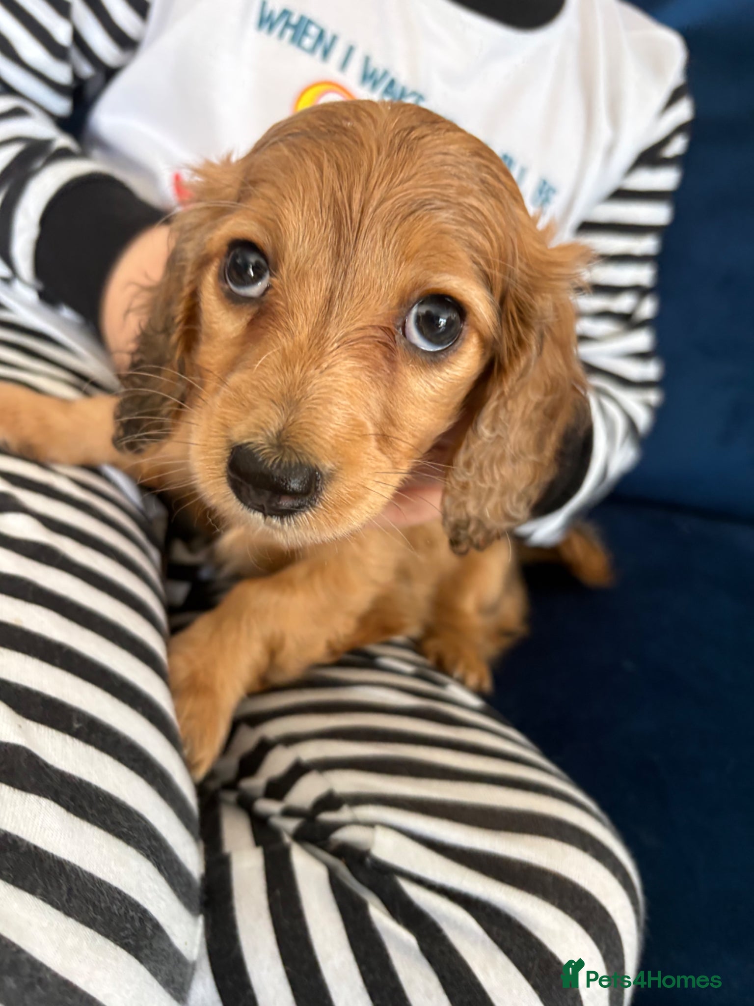 Miniature Dachshund dogs Long haired mini dapple dachshund pups - Advert 1