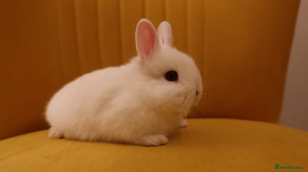 Netherland Dwarf rabbits for sale: Netherland Dwarf BEW Rabbit  - Advert 5