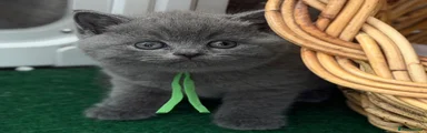 British Shorthair Kitten 2