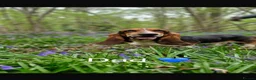 Basset Hound dogs for sale: Beautiful KC registered basset hounds - Advert 19