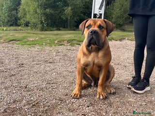 Boerboel dogs Rare opportunity to own first class Boerboel - Advert 1