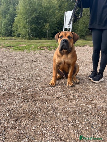 Boerboel dogs Rare opportunity to own first class Boerboel - Advert 2