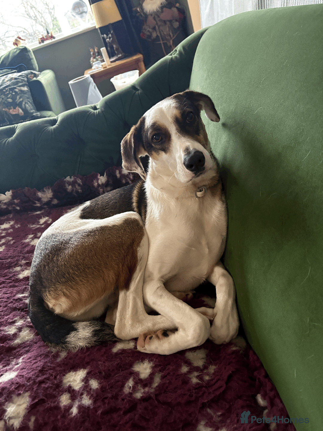 Mixed Breed dogs for sale: Sweet boy Hudson looking for his family  - Advert 9