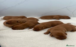 Labrador Retriever dogs for stud: Royal Red gun dog for stud - Image 18