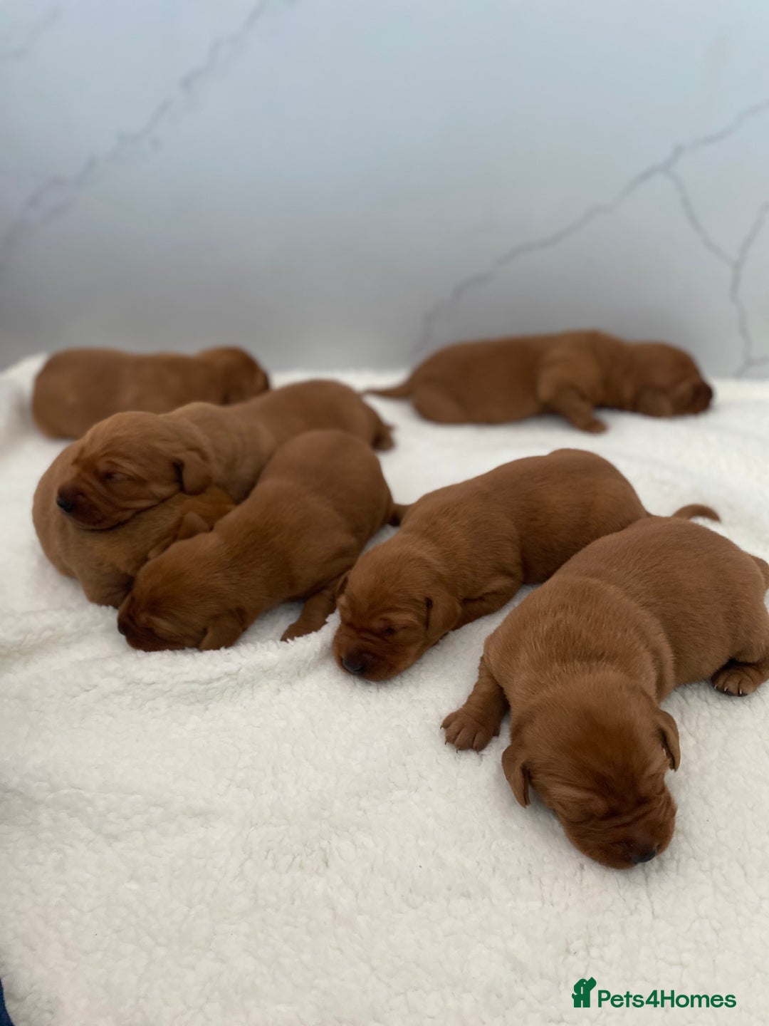 Labrador Retriever dogs for stud: Royal Red gun dog for stud - Image 18