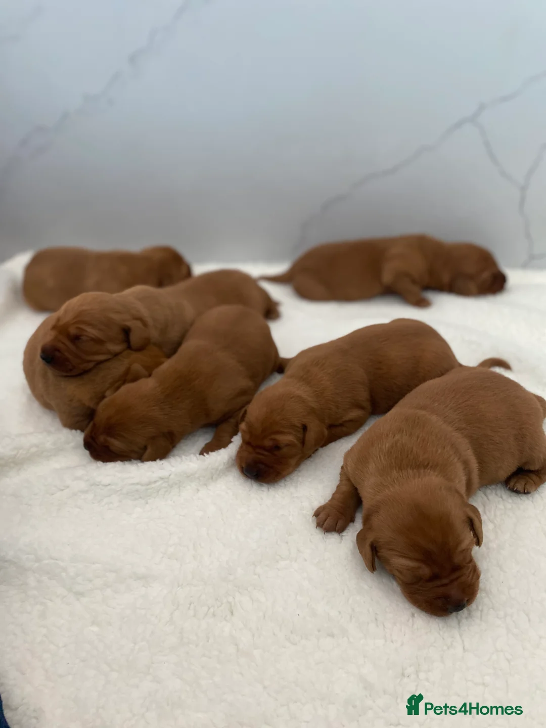 Labrador Retriever dogs for stud: Royal Red gun dog for stud - Advert 18