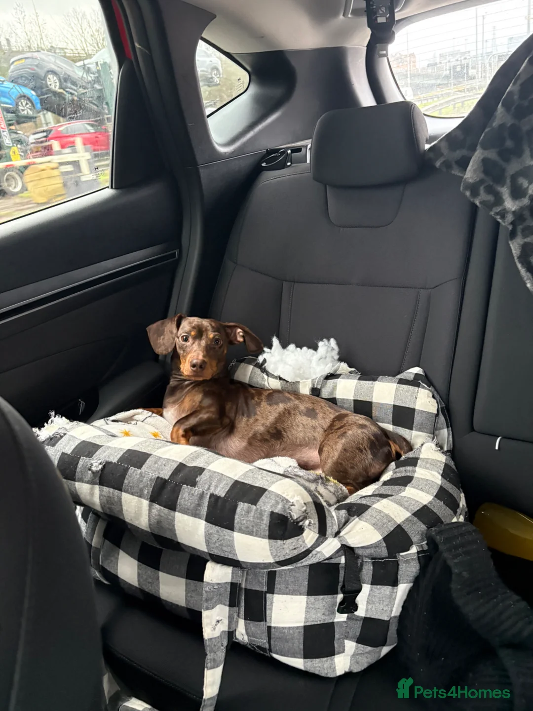 Miniature Dachshund dogs for stud: Miniature brown and black dapple dachshund  in Dartford - Advert 2