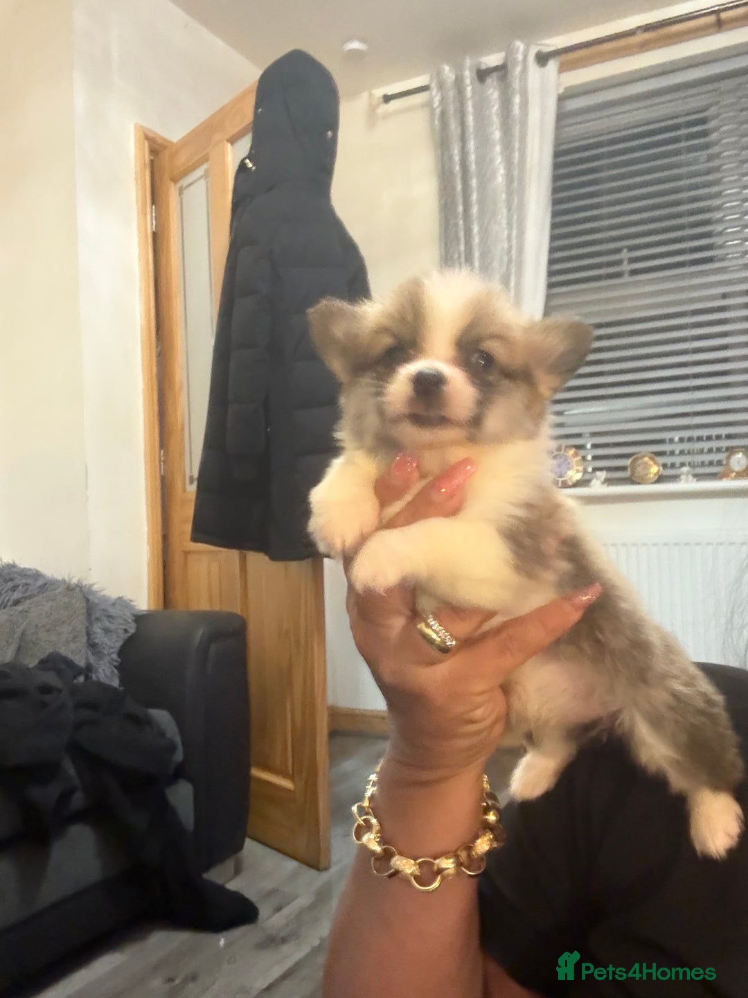 Welsh Corgi Pembroke dogs for sale: Kc reg Pembroke corgi babies available  - Advert 12