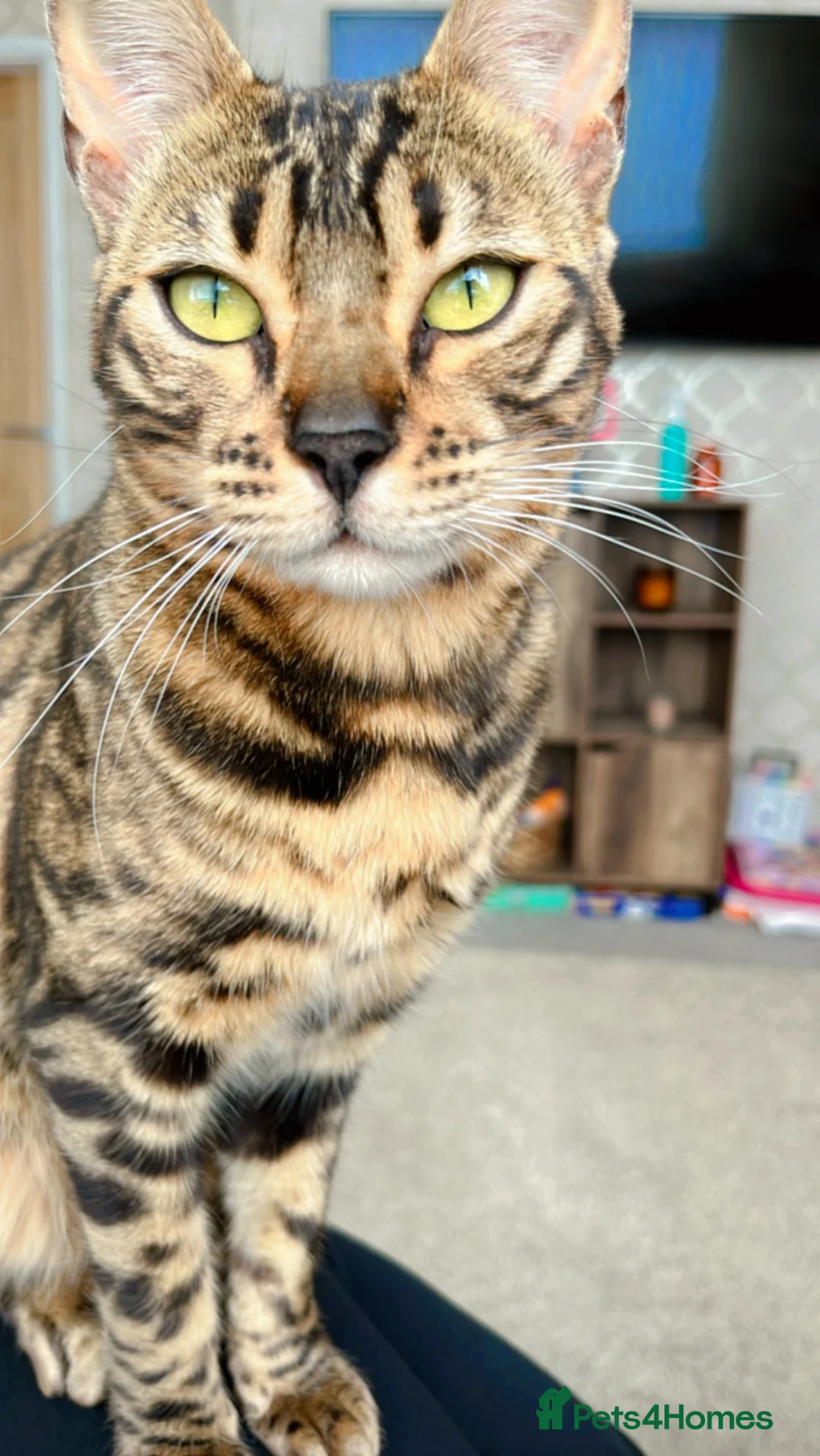 Bengal cats for sale: Bengal cats - Advert 2