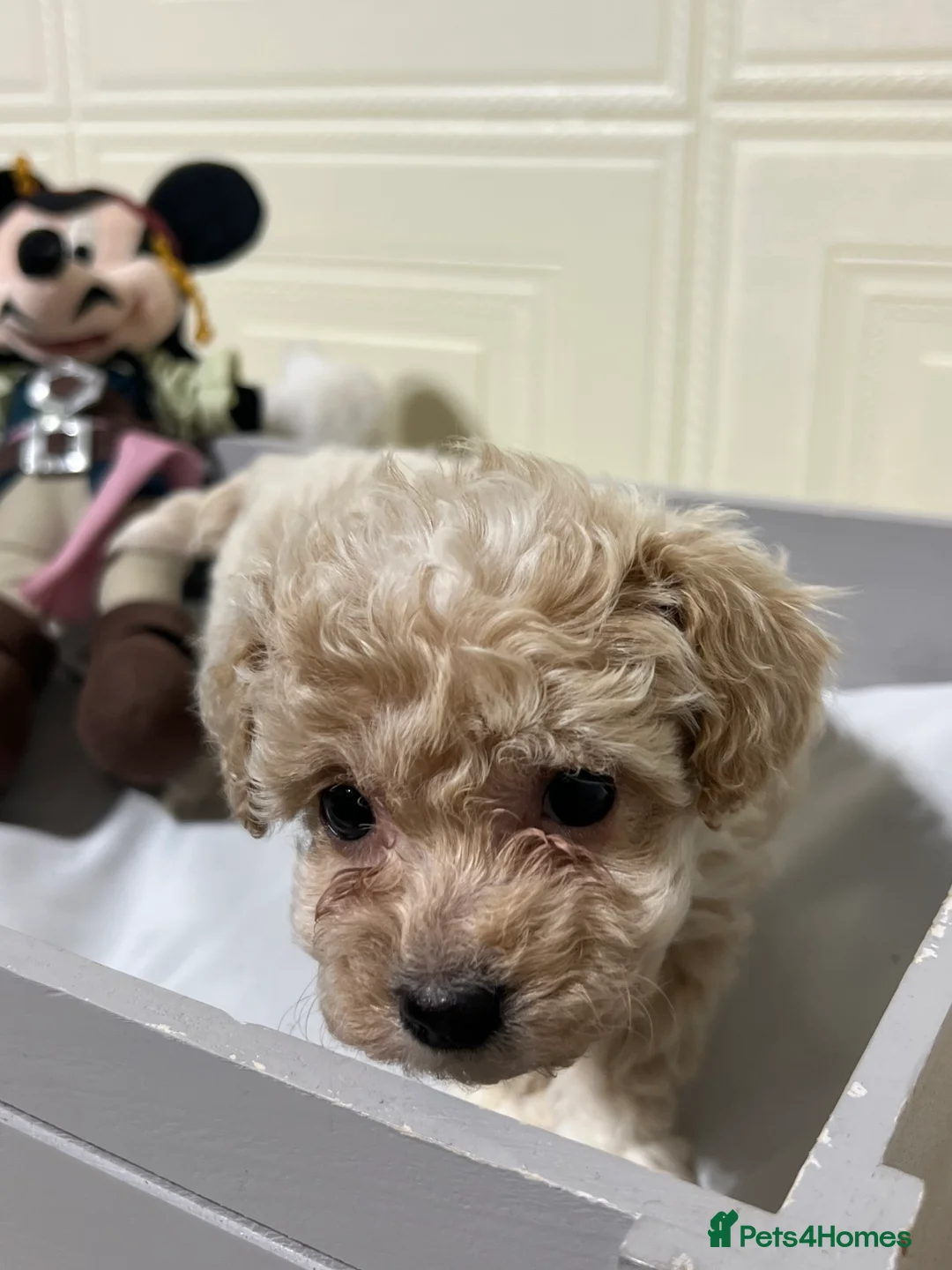 Maltipoo dogs for sale: 🩷3 Gorgeous Maltipoo Puppies🩷 - Advert 8