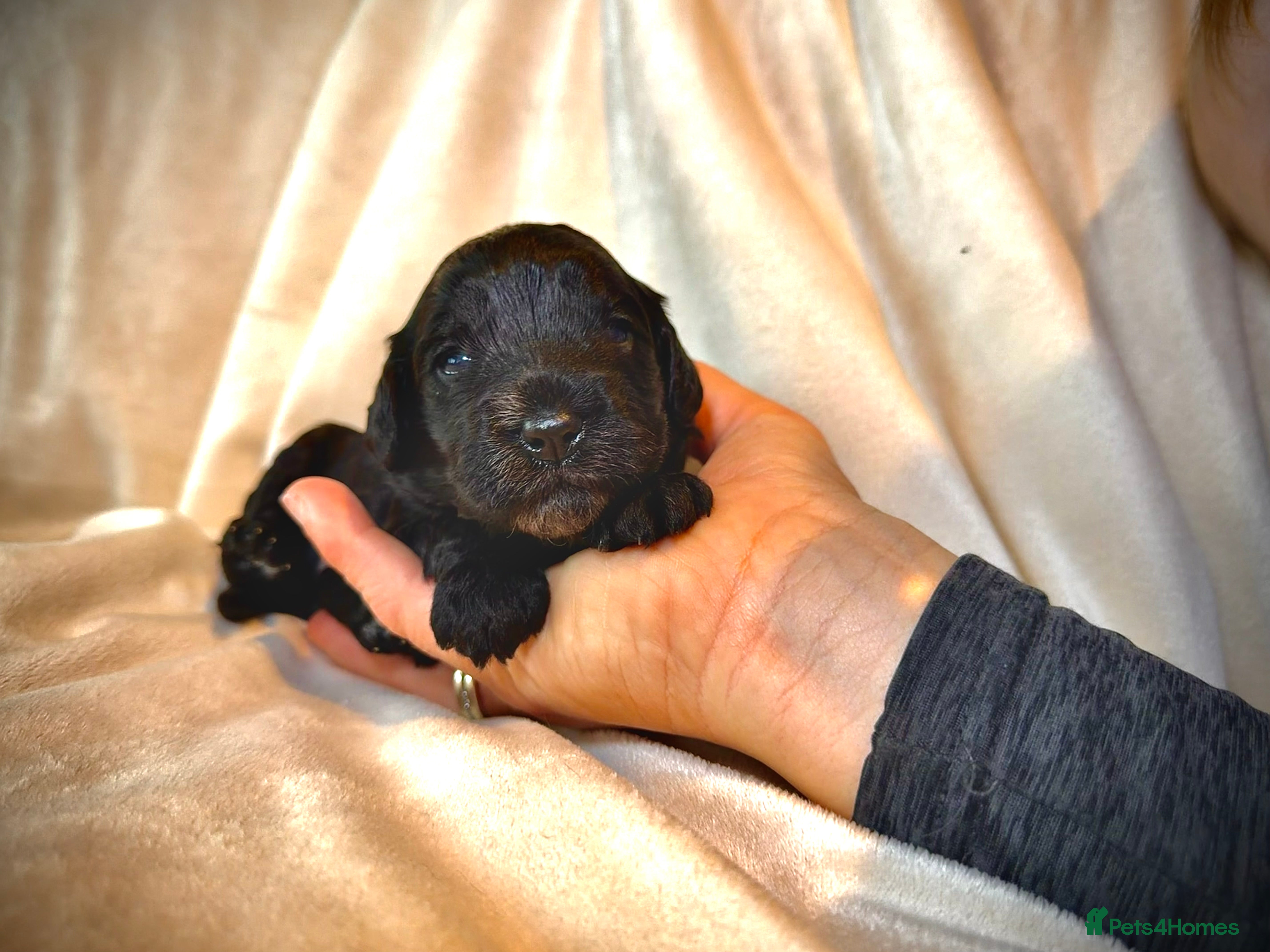 Cockapoo dogs Beautiful litter of cockapoos - Advert 17
