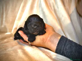 Cockapoo dogs Beautiful litter of cockapoos - Advert 17