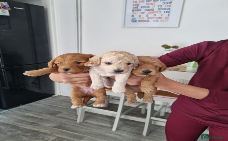 Mixed Breed dogs - Advert 1