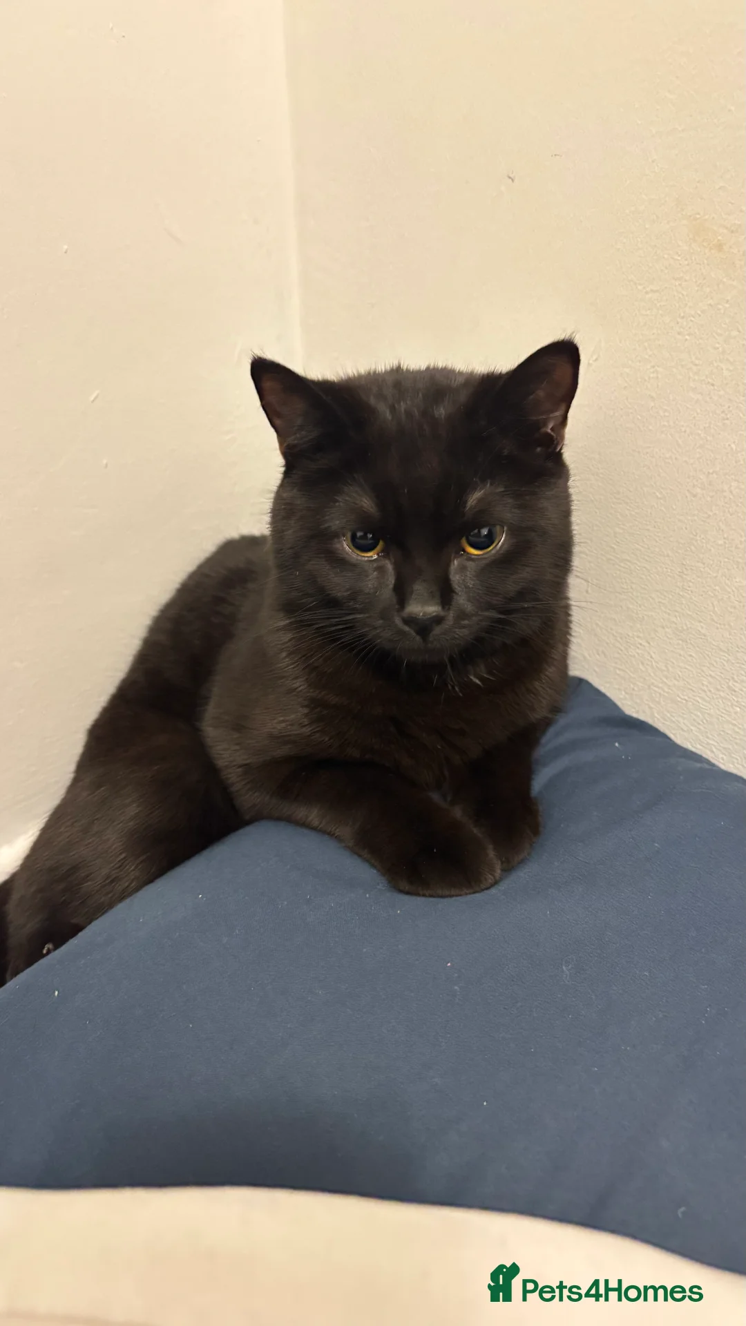 Domestic Shorthair cats for sale: Billu – Loving Black Cat Looking for a New Home 🐾 - Advert 2