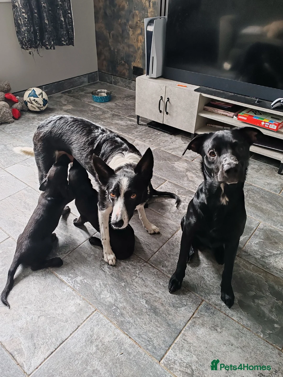 Borador dogs for sale: 2 10 week old Collie Labradour cross girls - Advert 1