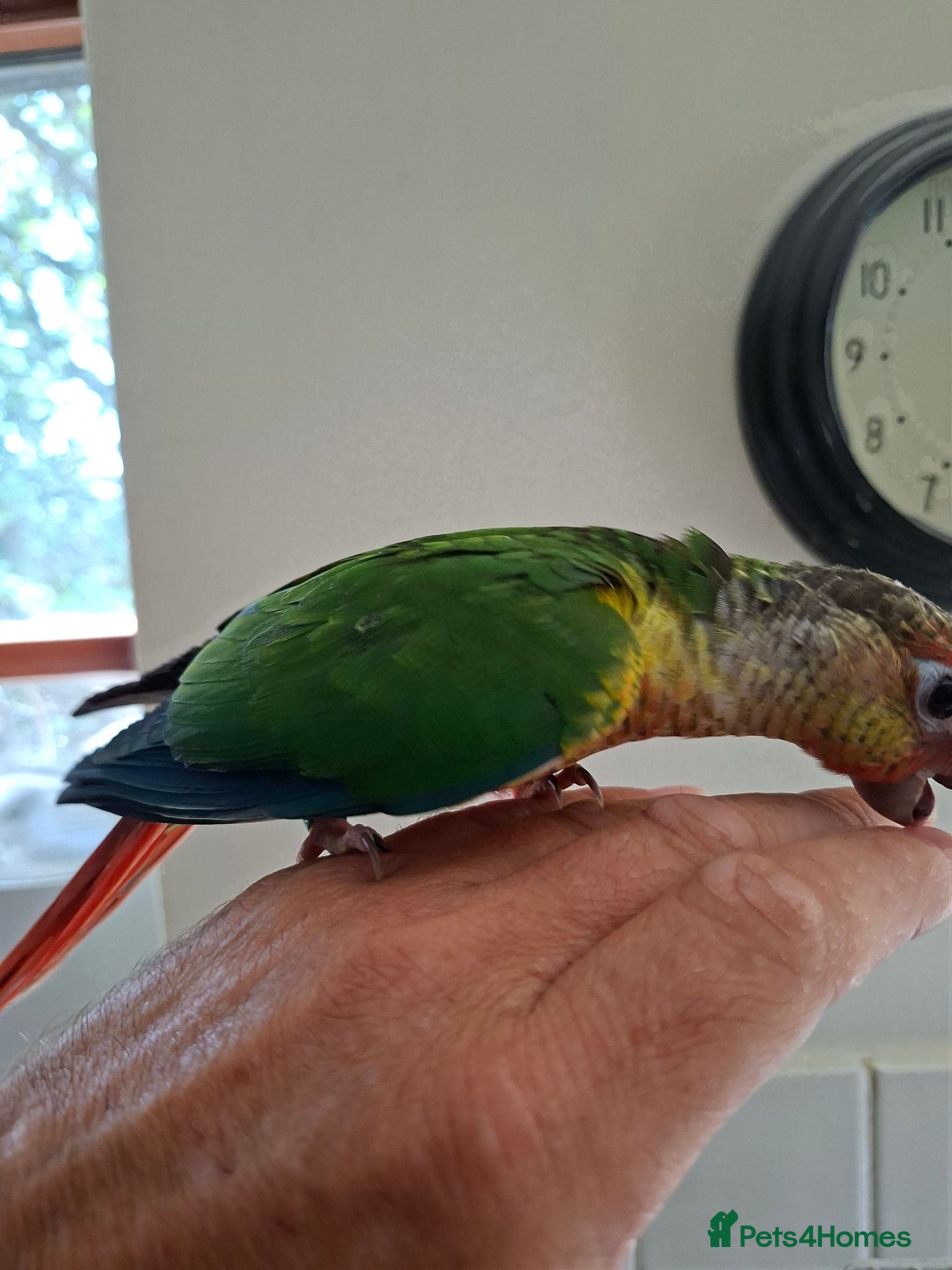 Conures birds Yellow sided conure - Advert 3