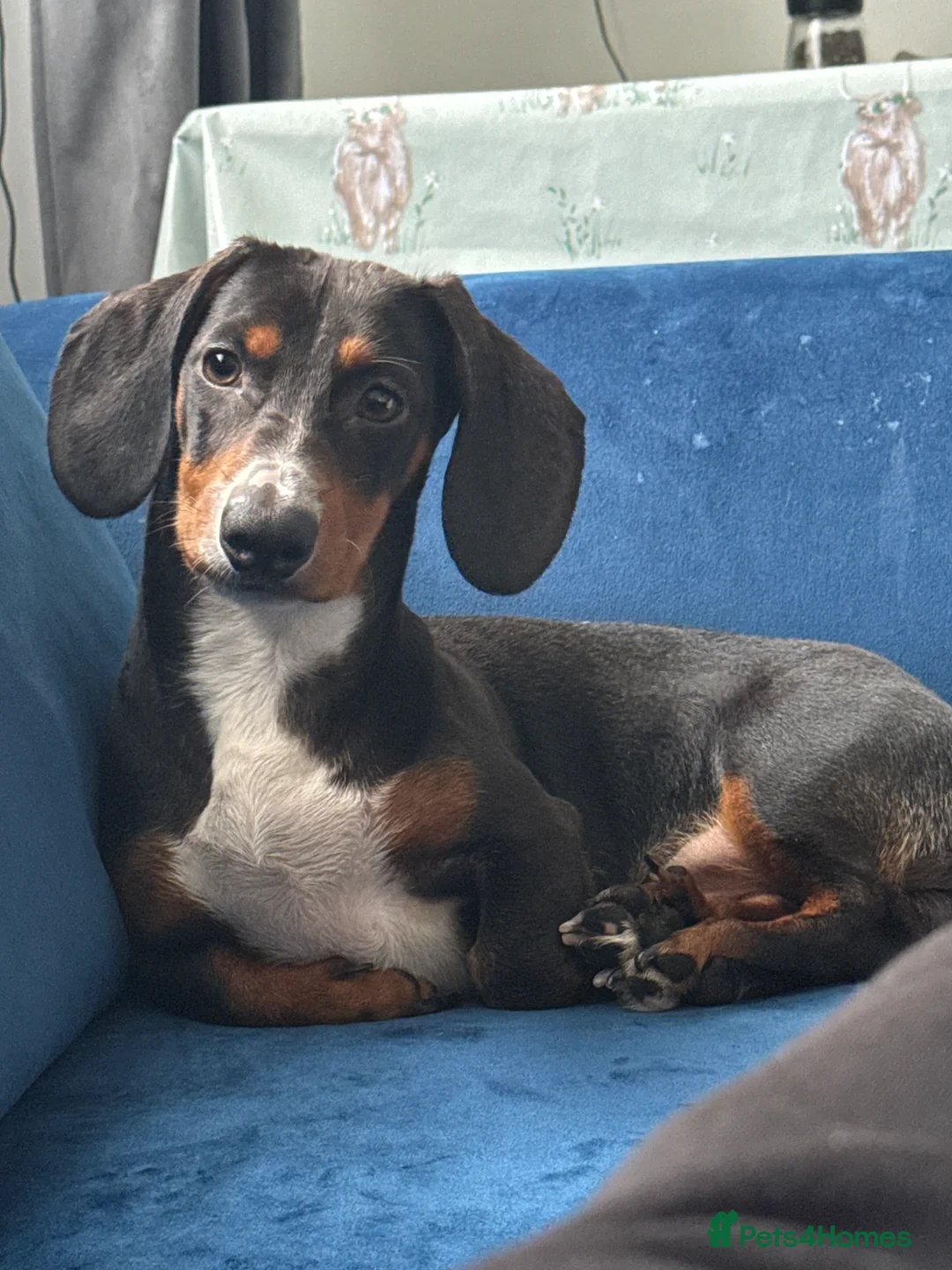 Dachshund dogs for sale: Dachshund puppy for rehome in Southsea - Advert 5