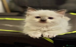 Ragdoll cats for sale: Sapphire's Ragdolls - Image 25
