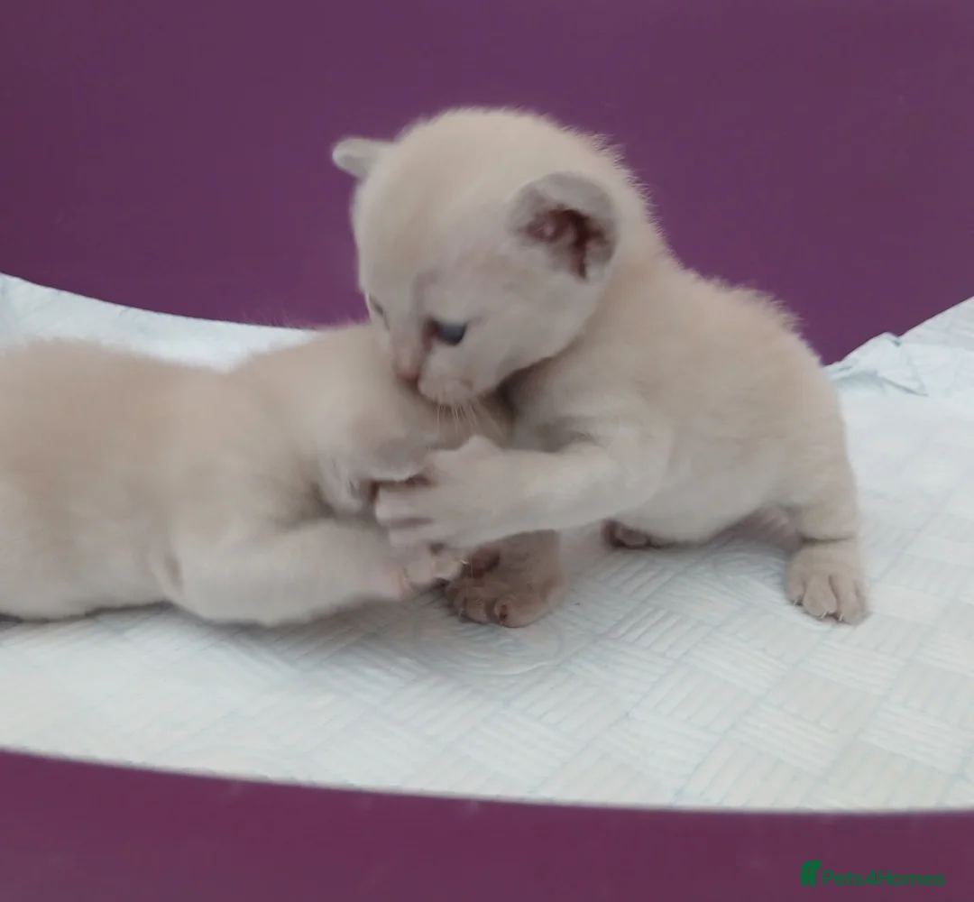 Burmese cats for sale: Lilac and Chocolate Burmese Kittens.  GCCF Reg.  - Advert 10
