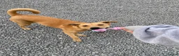 Mixed Breed dogs for sale: Nala  in Alton - Advert 7