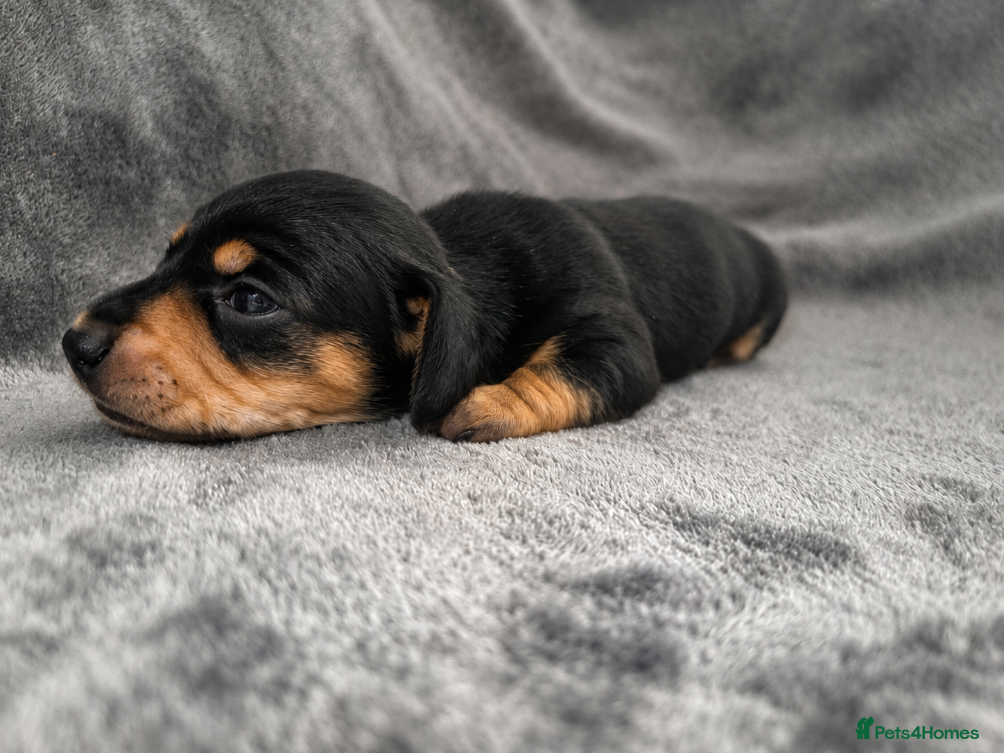 Miniature Dachshund dogs ✨ Adorable Litter of Miniature Daschund Puppies - Advert 5