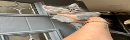 Maine Coon cats for sale: TICA registred Maine coon kittens. Rare colours  - Advert 11