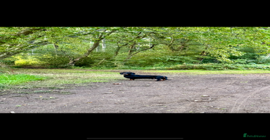 Dachshund dogs - Advert 4