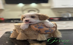 Mixed Breed dogs for sale: Peke-a-Chon puppies 🐶  - Image 2