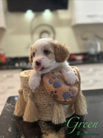 Mixed Breed dogs - Advert 15