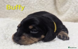 Miniature Dachshund dogs for sale: Miniature Smooth Dachshund Puppies - Image 8