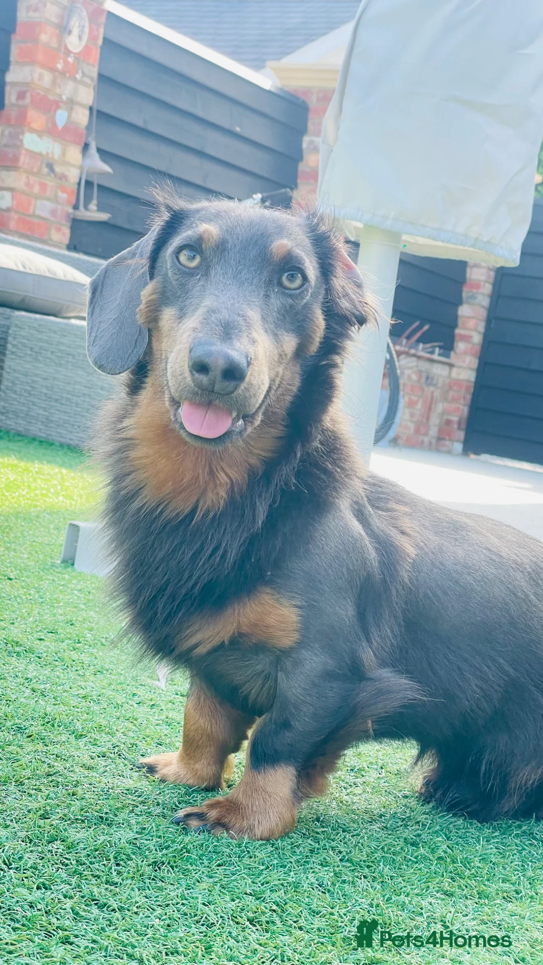 Dachshund dogs for stud: Long haired dachshund  in Portsmouth - Advert 5
