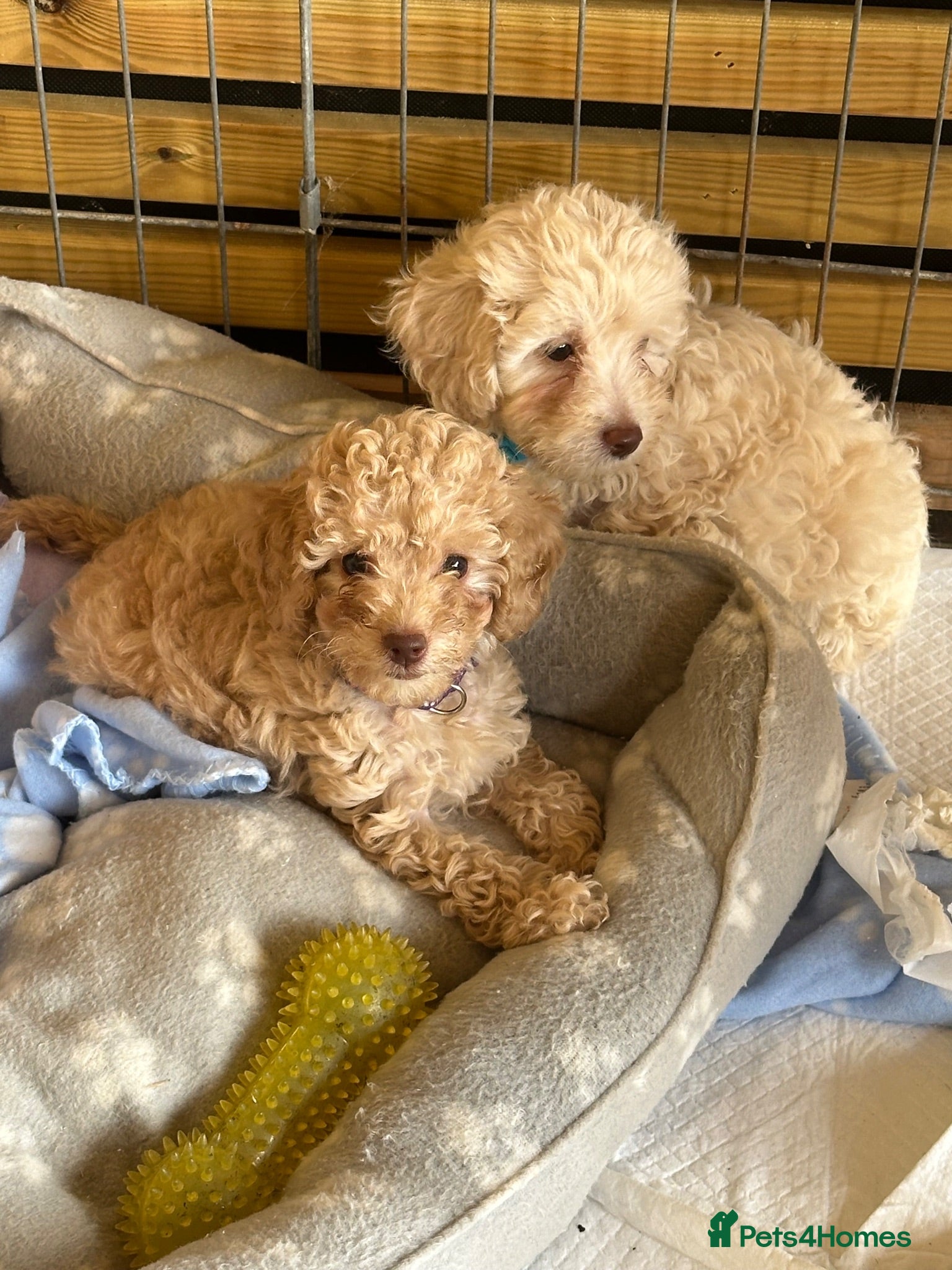 Jackapoo dogs Beautiful Jackapoos for sale  - Advert 13