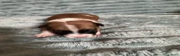 Jack Russell dogs for sale: Stunning Rare Coloured Jack Russell Puppies - Advert 3