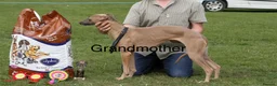 Whippet dogs for sale: Stunning KC whippet girl puppy  - Advert 12