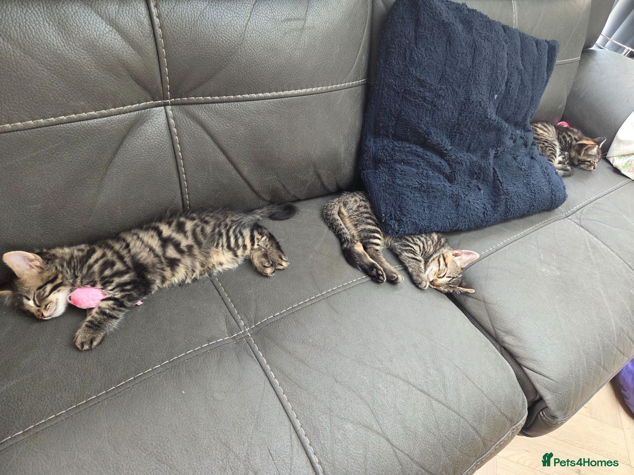 Mixed Breed cats 🐾 Beautiful Tabby Kittens Ready to Melt You Heart - Advert 2