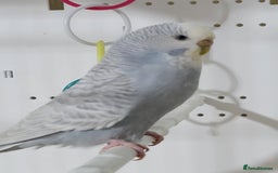 Budgerigars birds for sale: Young budgies  - Image 7
