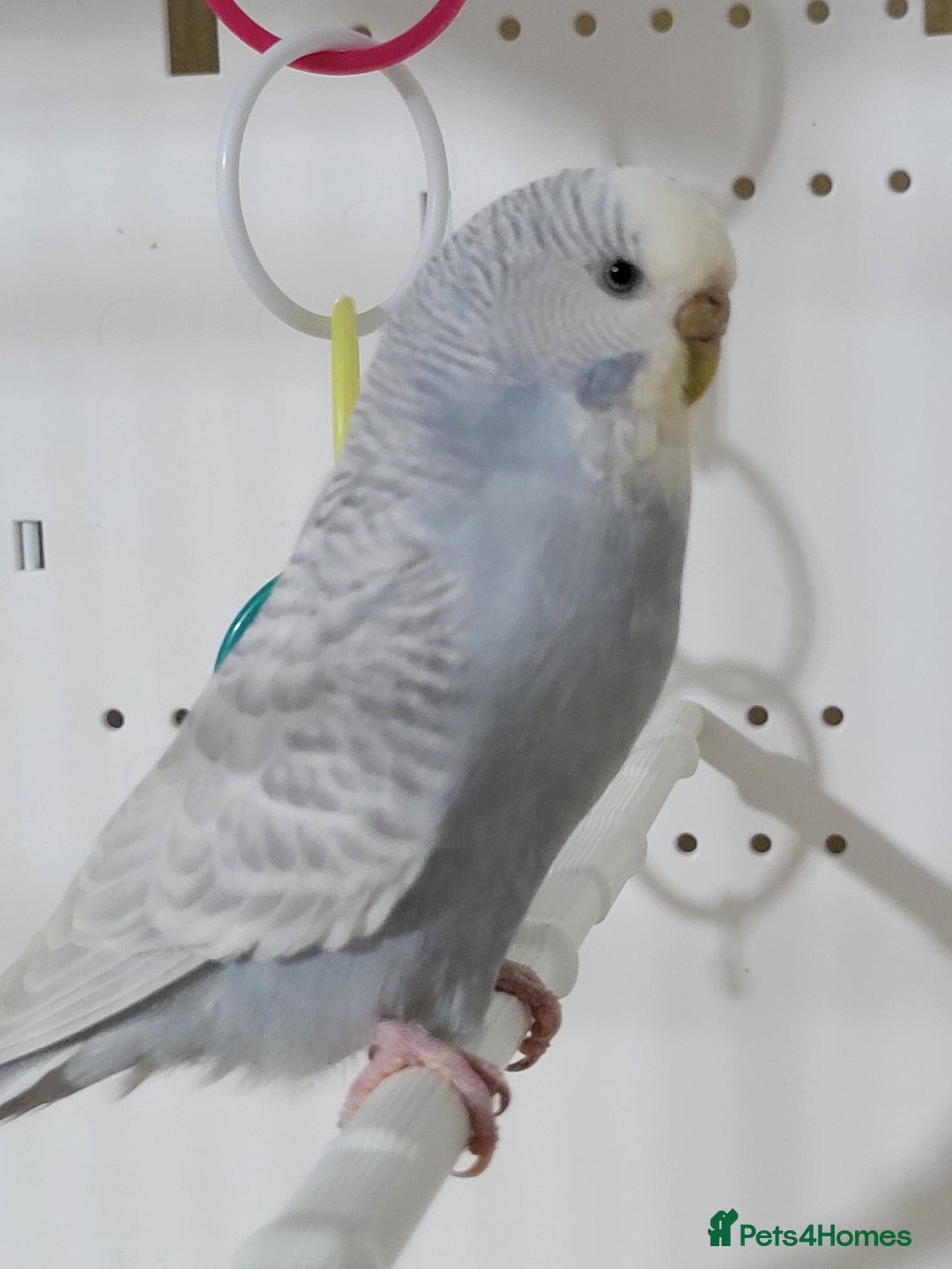 Budgerigars birds for sale: Young budgies  - Image 7