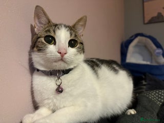 Mixed Breed cats 4 mixed breed kittens for sale - Advert 2