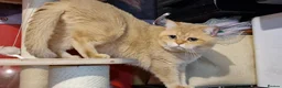 British Shorthair cats for stud: BSH registed proven stud - Advert 15