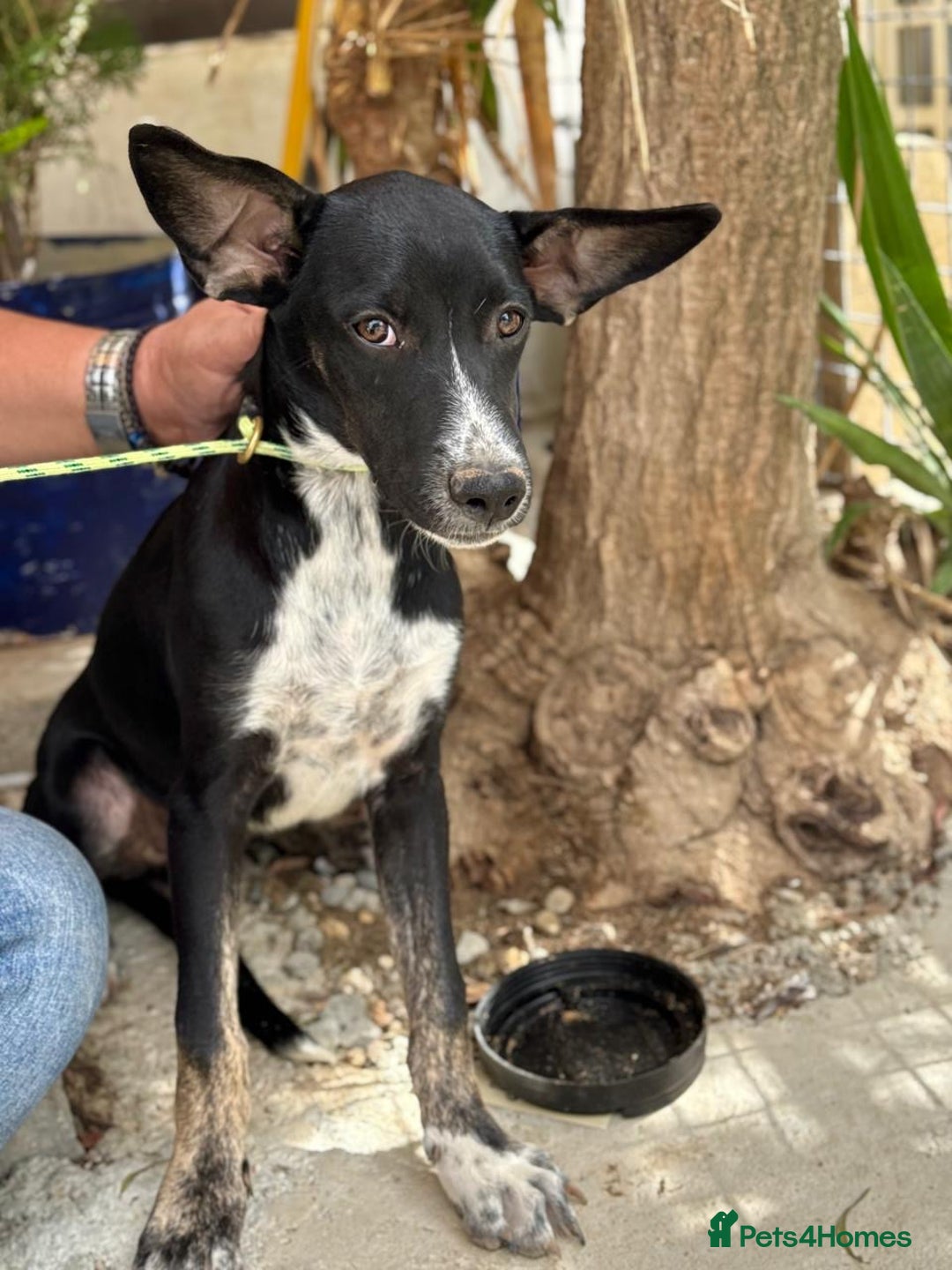 Mixed Breed dogs for adoption: Minnie is ready for her forever home - Advert 1