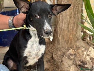 Mixed Breed dogs Minnie is ready for her forever home - Advert 1