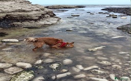 Mixed Breed dogs for sale: 2 yr mixed breed female - Advert 9