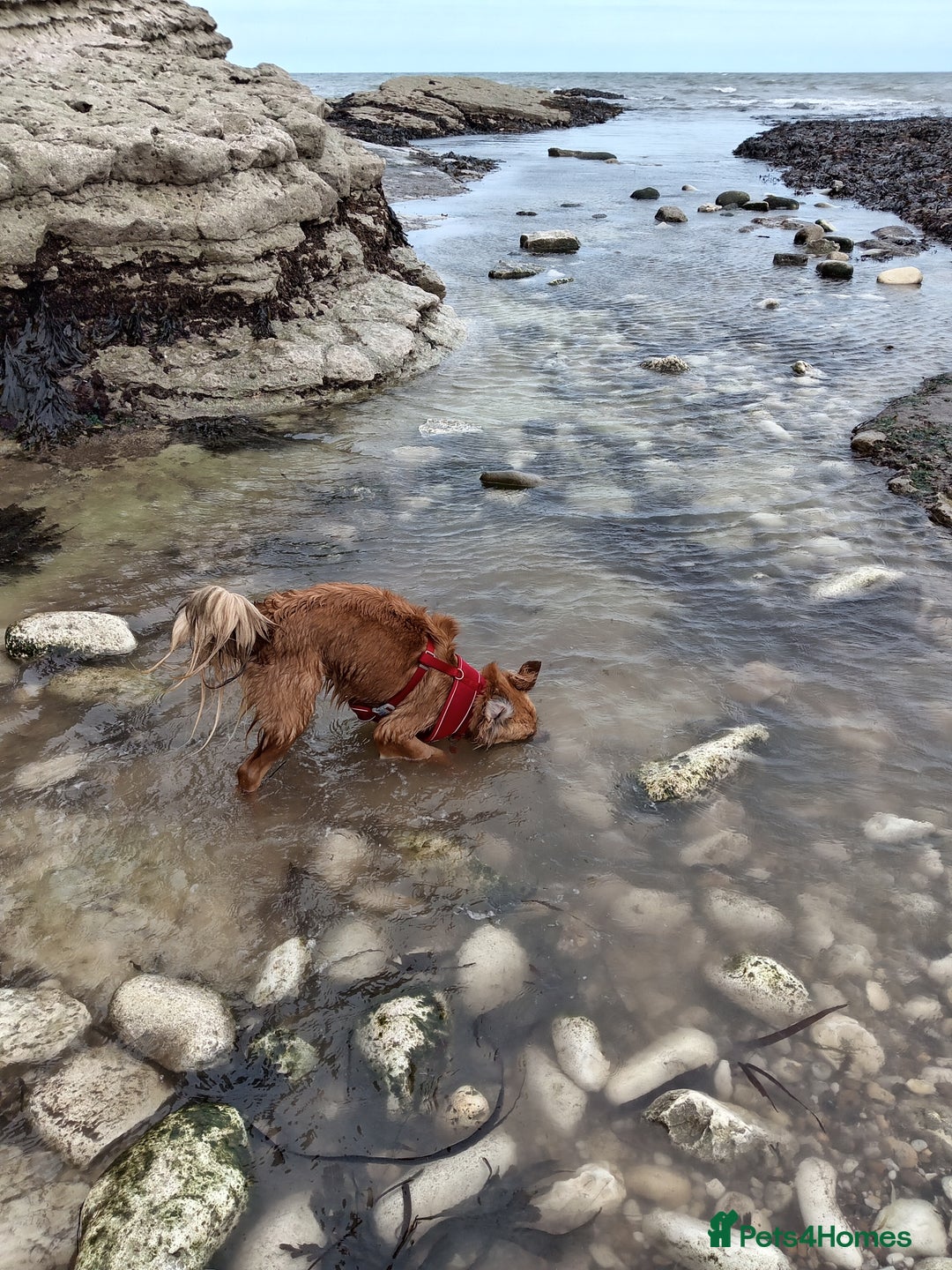 Mixed Breed dogs for sale: 2 yr mixed breed female - Advert 9