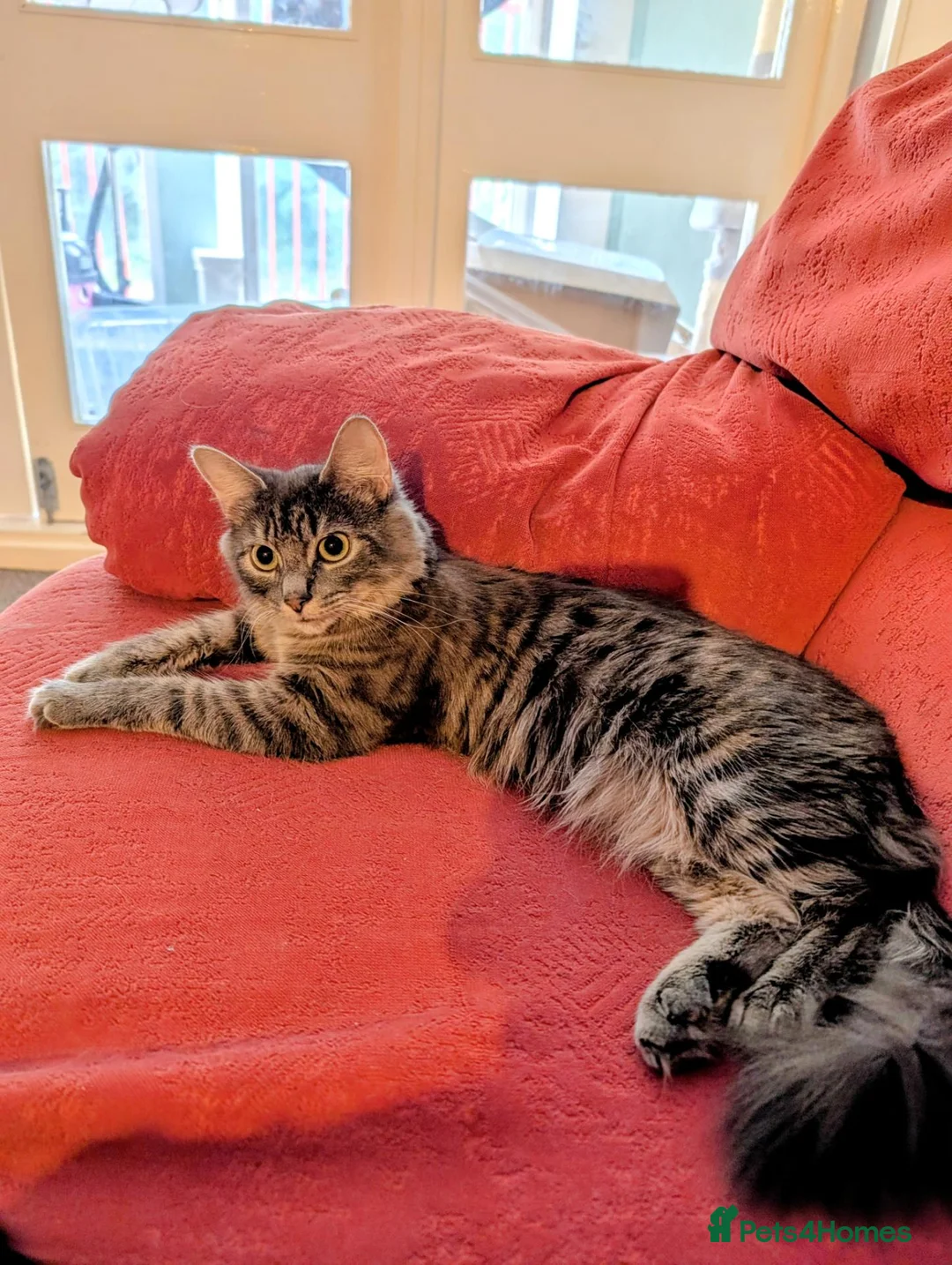 Mixed Breed cats for sale: Fluffy longhaired grey and white tabby  - Advert 1