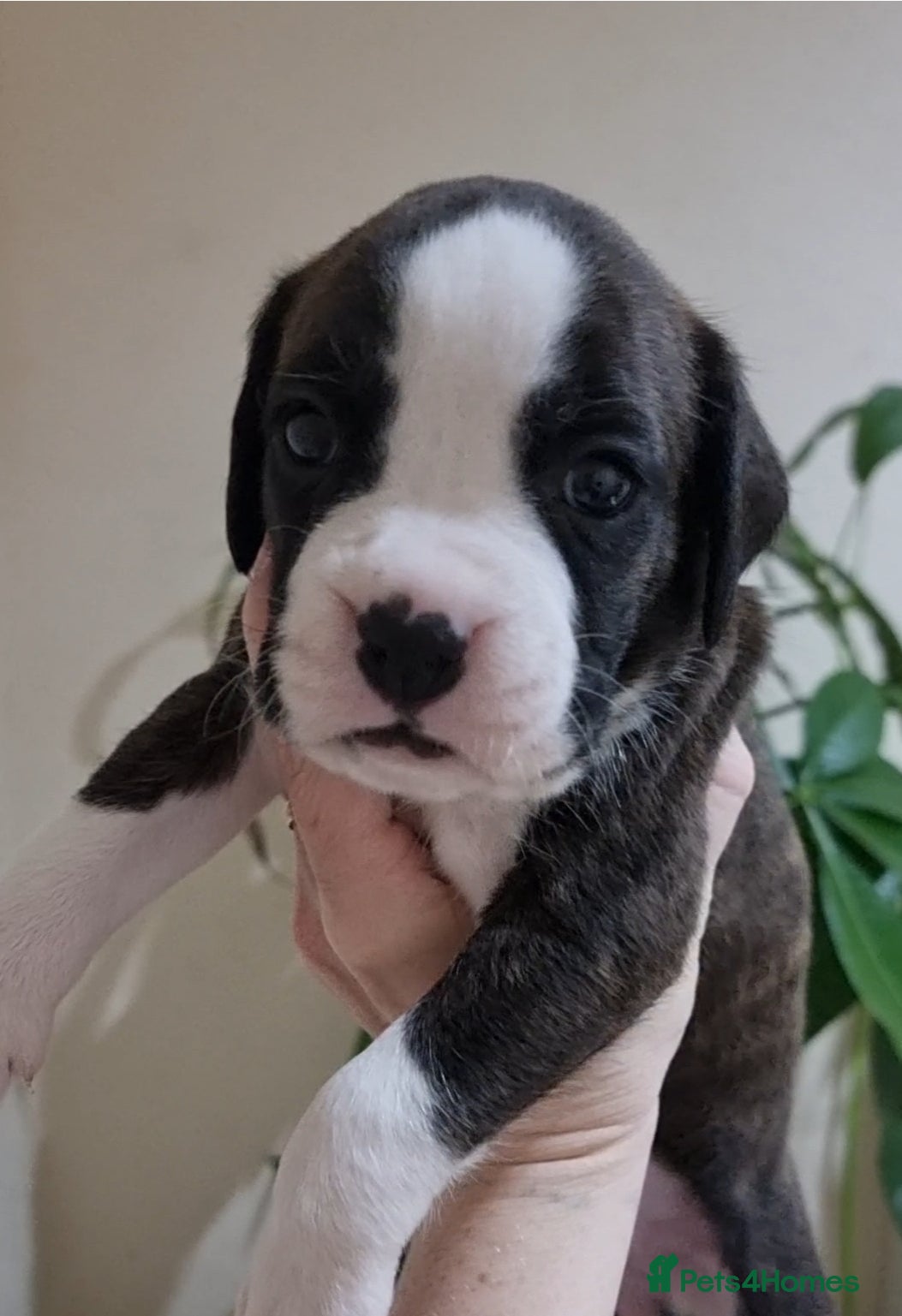 Boxer dogs Boxer puppy - Advert 6