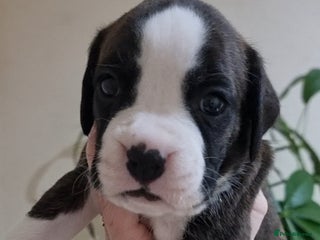 Boxer dogs Boxer puppy - Advert 3