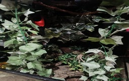 Gecko reptiles for sale: Cr sted Gecko high-end female - Image 6