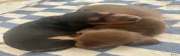 Miniature Dachshund dogs for sale: KC registered female puppies - Advert 19