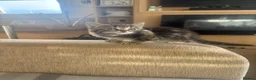 Mixed Breed cats for sale: 5 beautiful kittens  - Advert 3