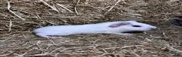Guinea Pig rodents for sale: Baby guinea pigs for sale  - Advert 6
